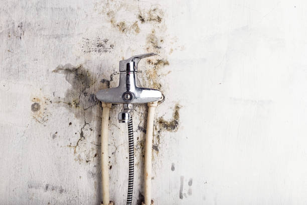 Best Professional Mold Removal  in Morenci, MI