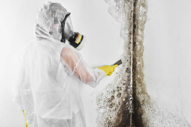 Best Commercial Mold Removal  in Morenci, MI