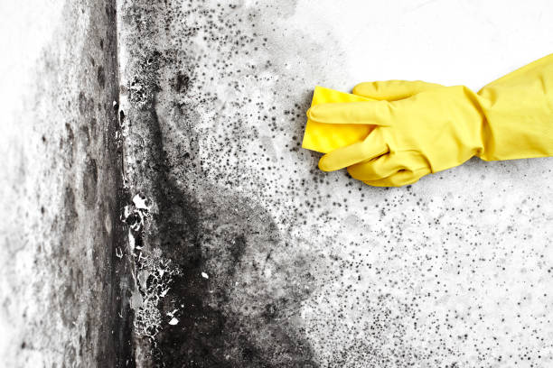 Best Residential Mold Removal  in Morenci, MI