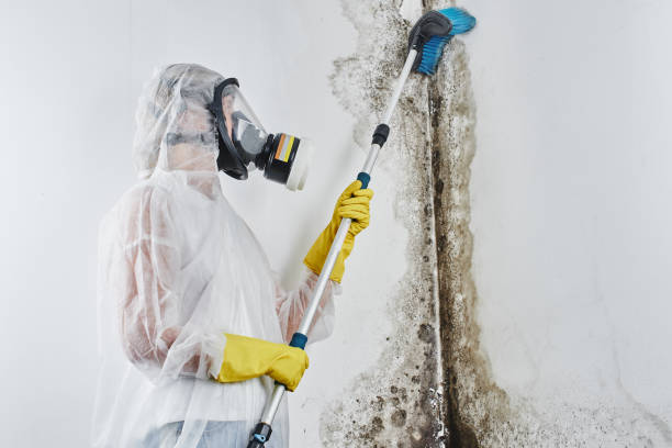 Best Mold Cleaning Services  in Morenci, MI