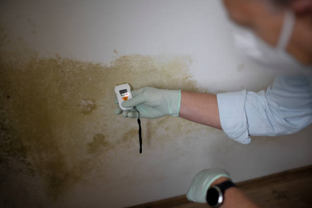Best Affordable Mold Removal  in Morenci, MI