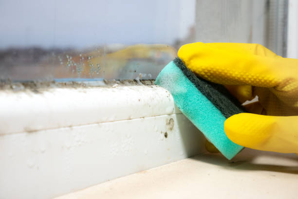 Professional Mold Removal in Morenci, MI