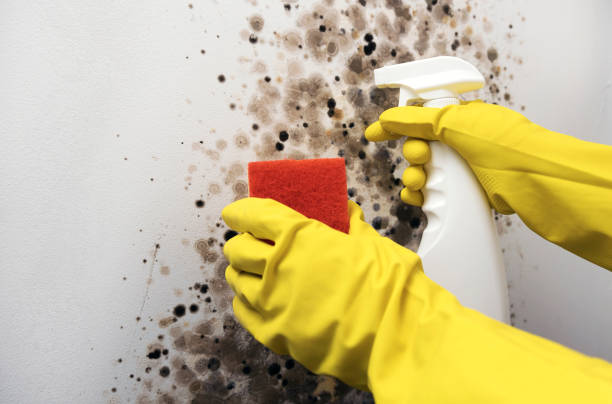 Mold Removal and Inspection in Morenci, MI