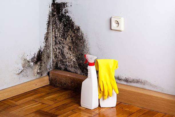 Best Residential Mold Removal  in Morenci, MI