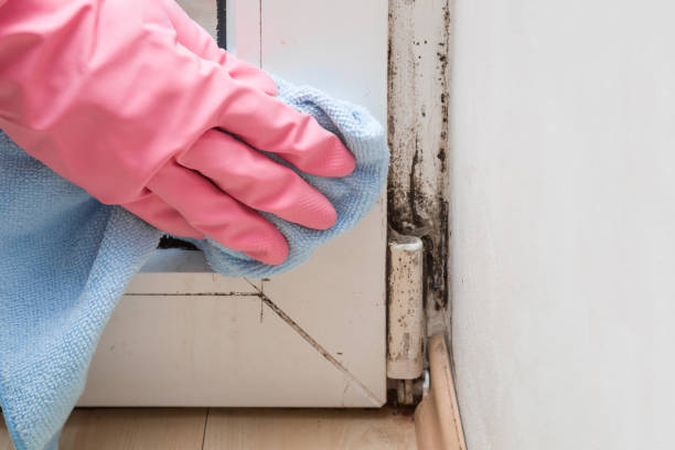 Mold Testing and Removal in Morenci, MI