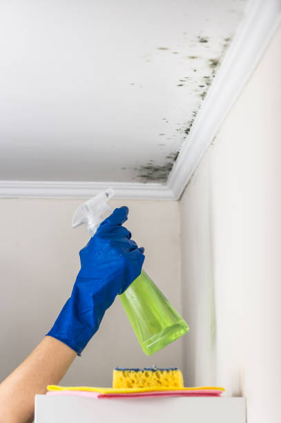 Best Mold Removal Near Me  in Morenci, MI